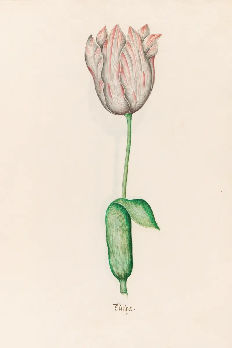 Tülipa, 1692 – Nr. 19 von Magdelena Rosina Funck