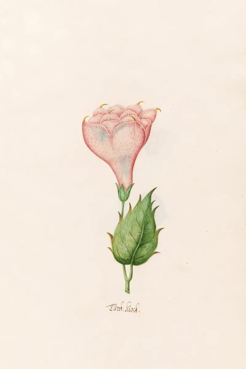 Türck. Klock, Magdelena Rosina Funck