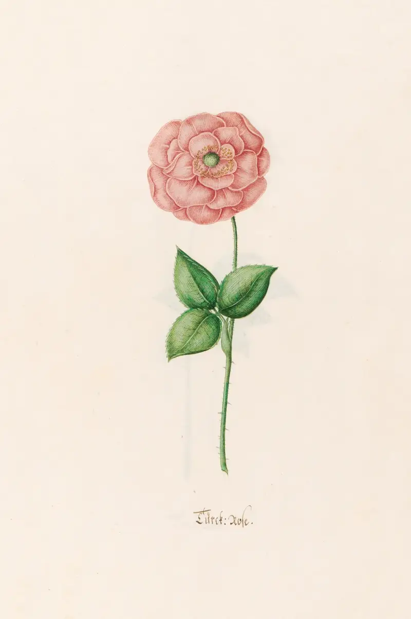 Türck. Rose, 1692 – Nr. 2 von Magdelena Rosina Funck