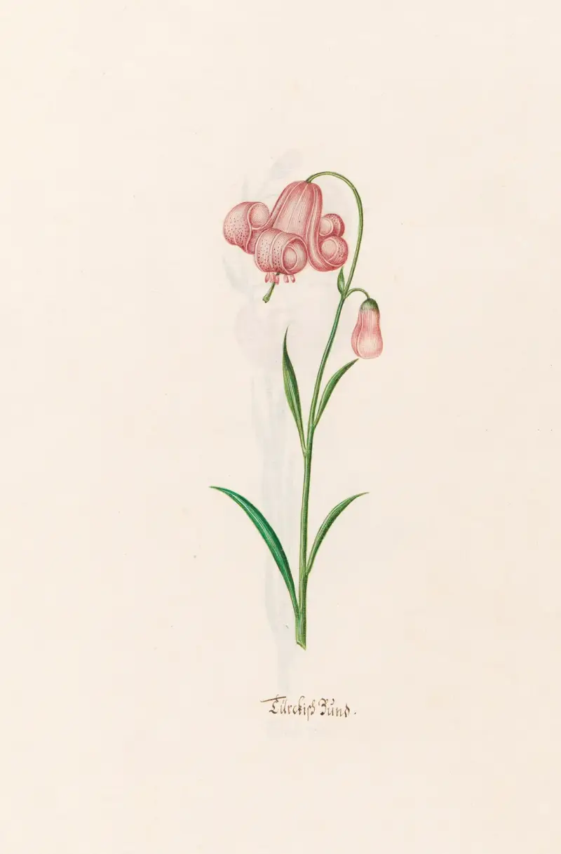 Türckish Bünd, 1692 – Nr. 2 von Magdelena Rosina Funck