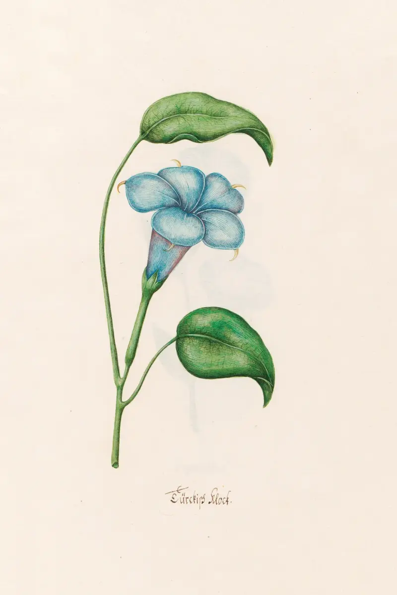 Türckish klock von Magdelena Rosina Funck