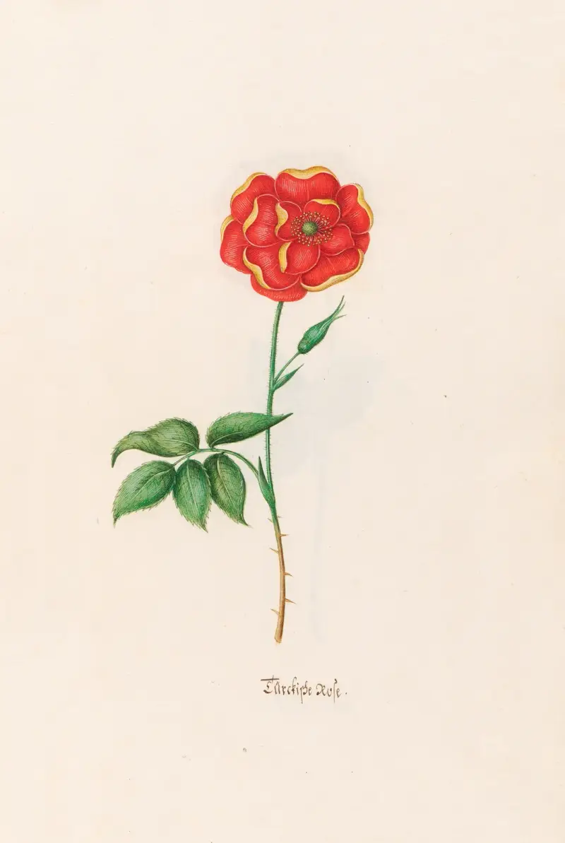 Türckische Rose von Magdelena Rosina Funck