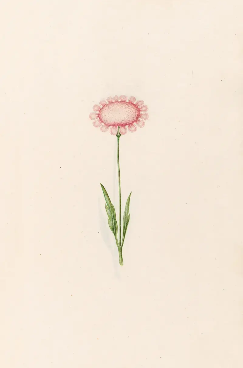 Ohne Titel, 1692 von Magdelena Rosina Funck
