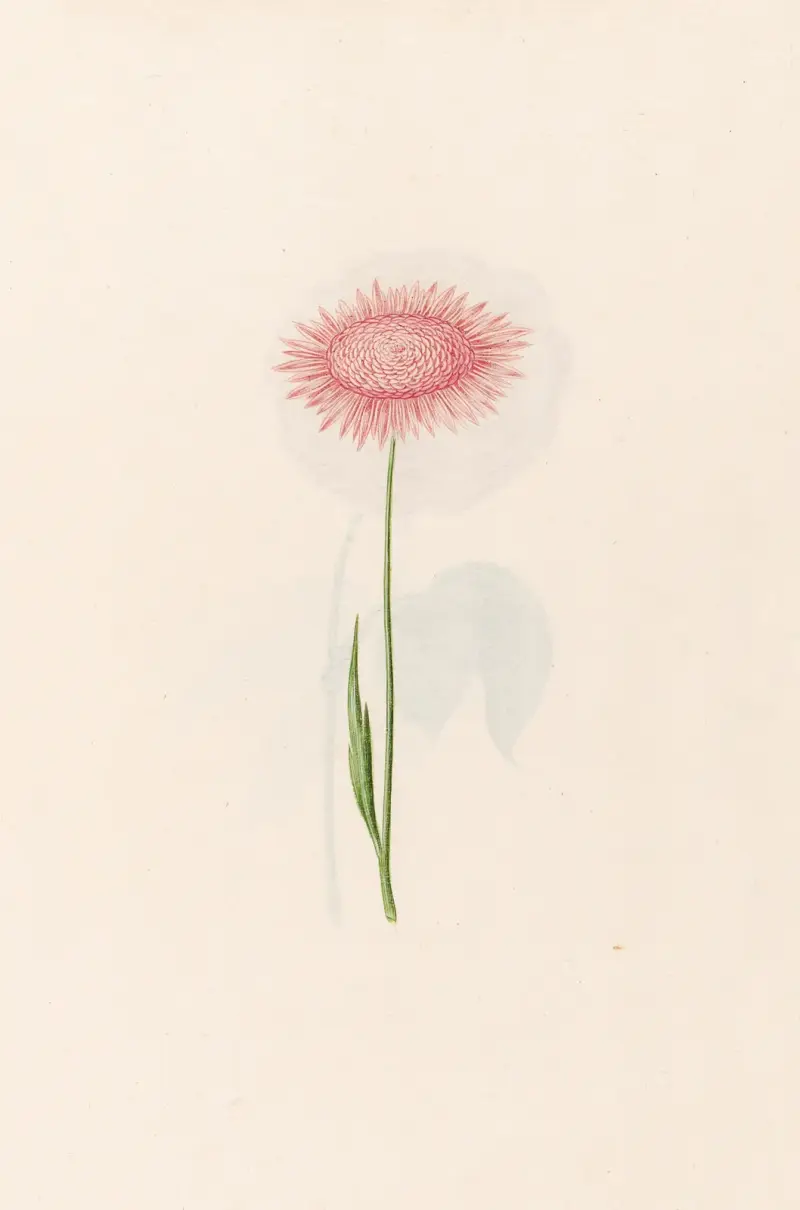 Ohne Titel, 1692 – Nr. 3 von Magdelena Rosina Funck