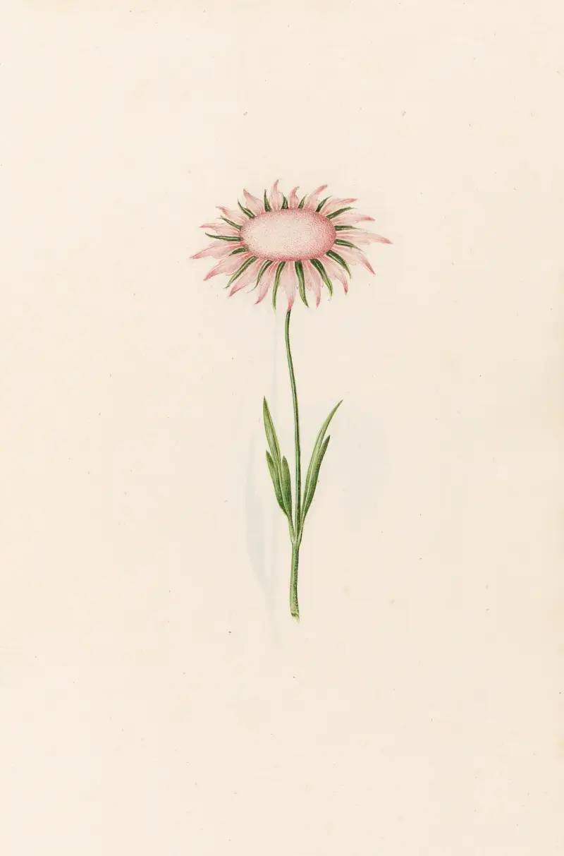 Ohne Titel, 1692 – Nr. 4 von Magdelena Rosina Funck