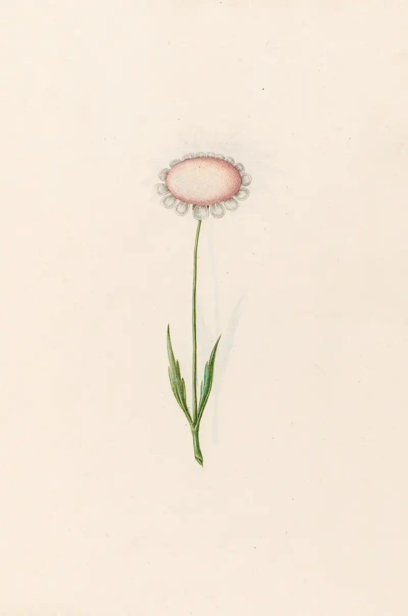 Ohne Titel, 1692 – Nr. 1 von Magdelena Rosina Funck