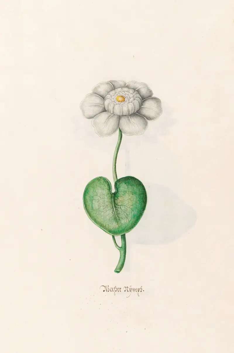 Wassernymphe, 1692 – Nr. 2 von Magdelena Rosina Funck