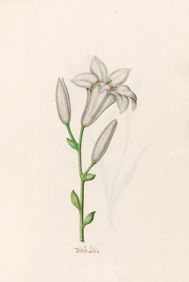 Weiße Lilie von Magdelena Rosina Funck