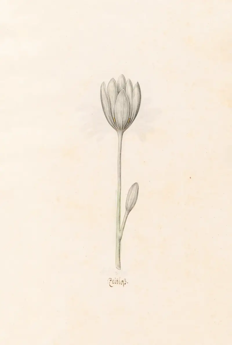 Zeitloss, 1692 – Nr. 2, Magdelena Rosina Funck
