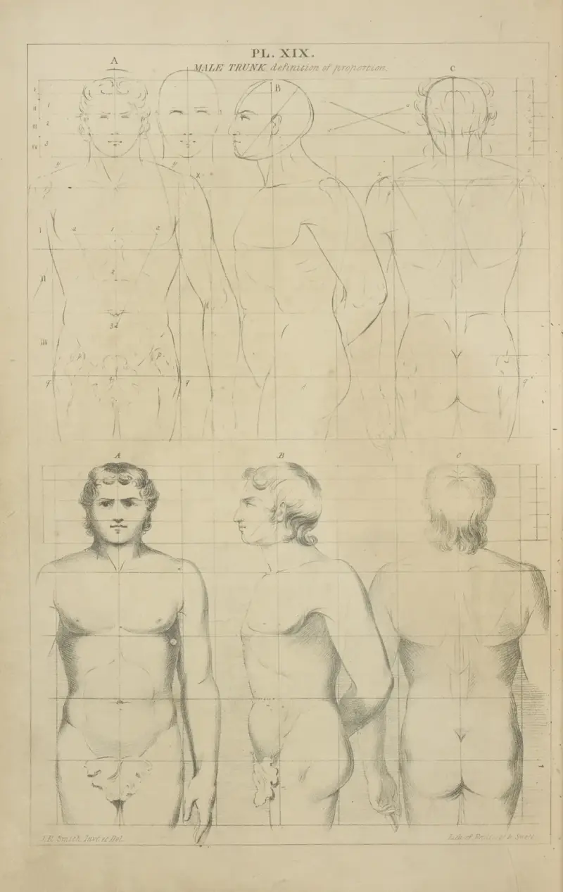The male trunk – its proportions av John Rubens Smith