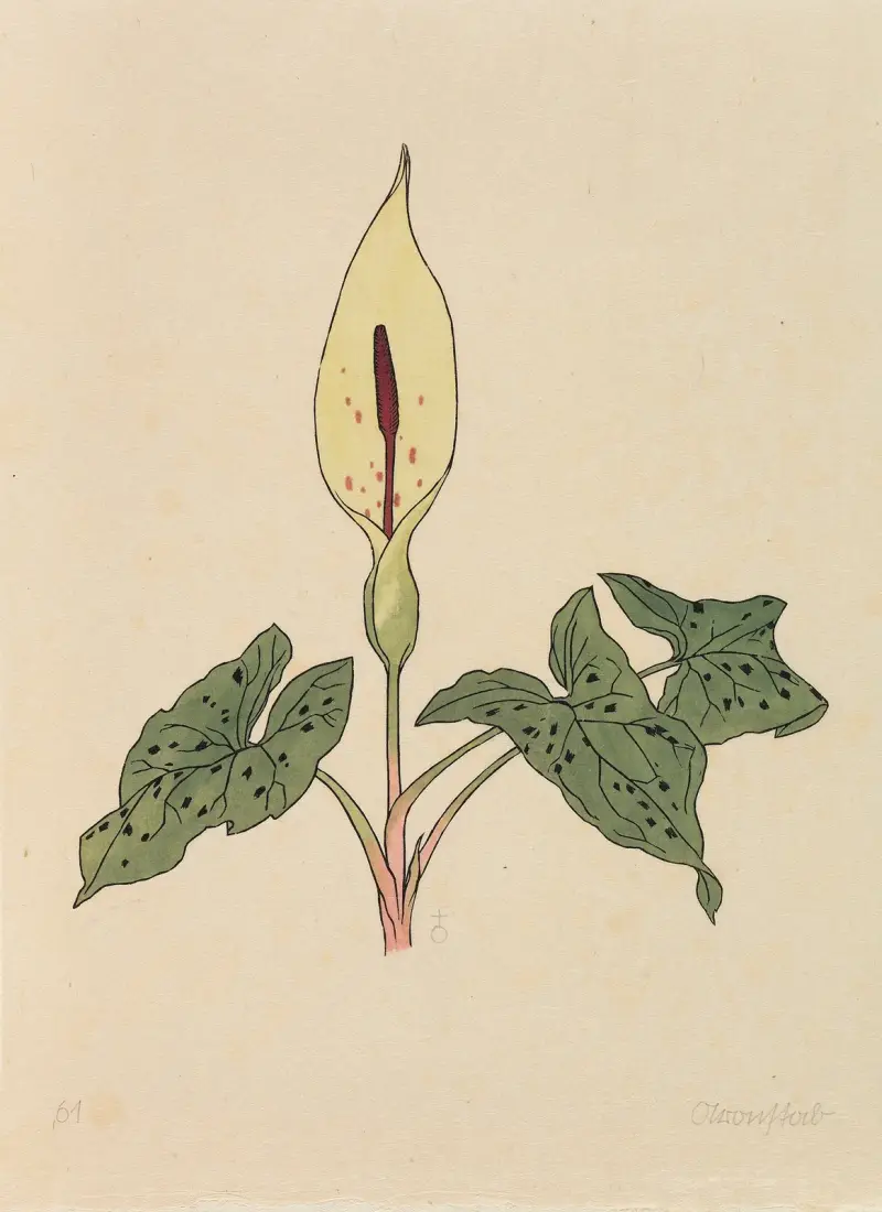 Blumenbuch von Rudolf Koch