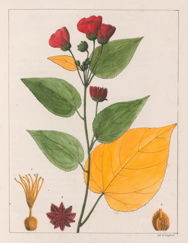 Abutilon Esculentum von Auguste de Saint-Hilaire