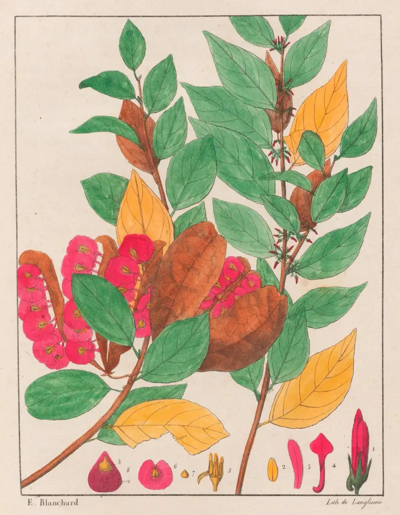 Anchietea Salutaris av Auguste de Saint-Hilaire