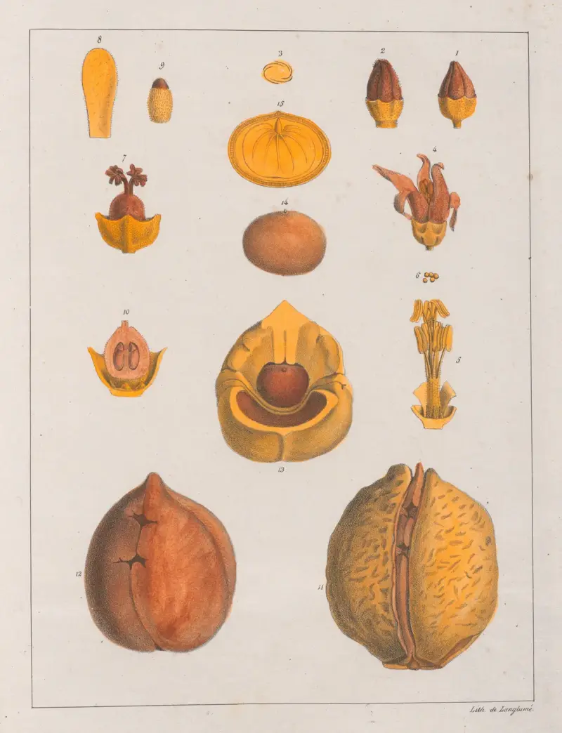 Anda Gomesii, Auguste de Saint-Hilaire