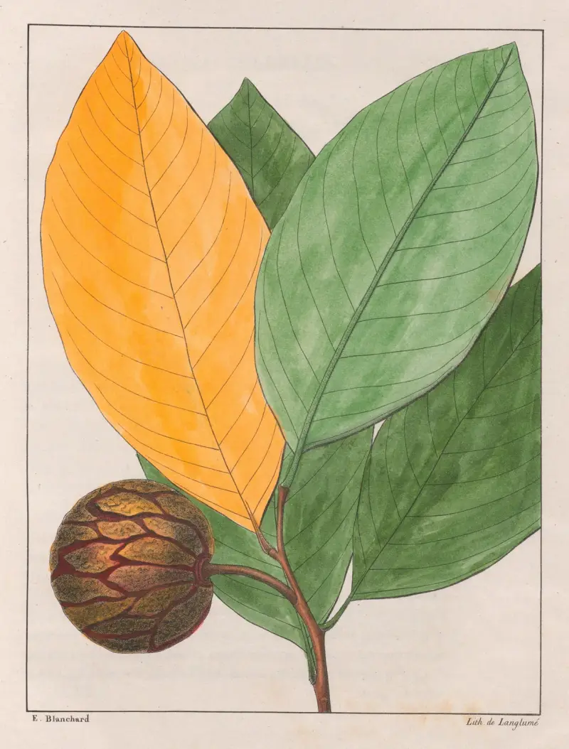 Anona Sylvatica, Auguste de Saint-Hilaire
