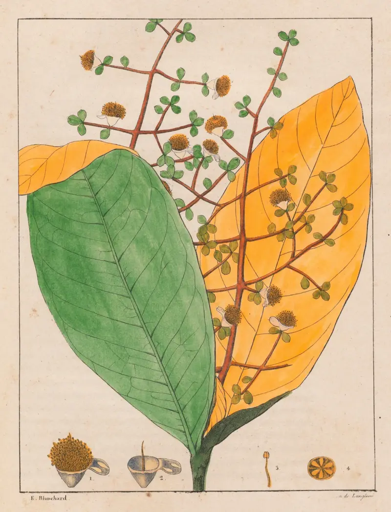 Calyptranthes Aromatica von Auguste de Saint-Hilaire