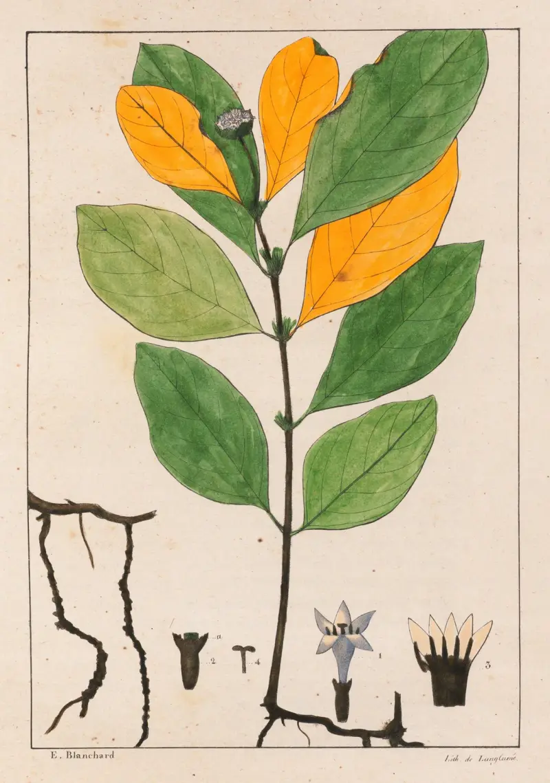 Cepaelis Ipecacunha av Auguste de Saint-Hilaire