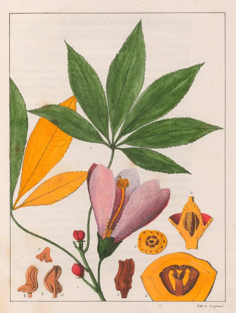 Chorisia Speciosa av Auguste de Saint-Hilaire