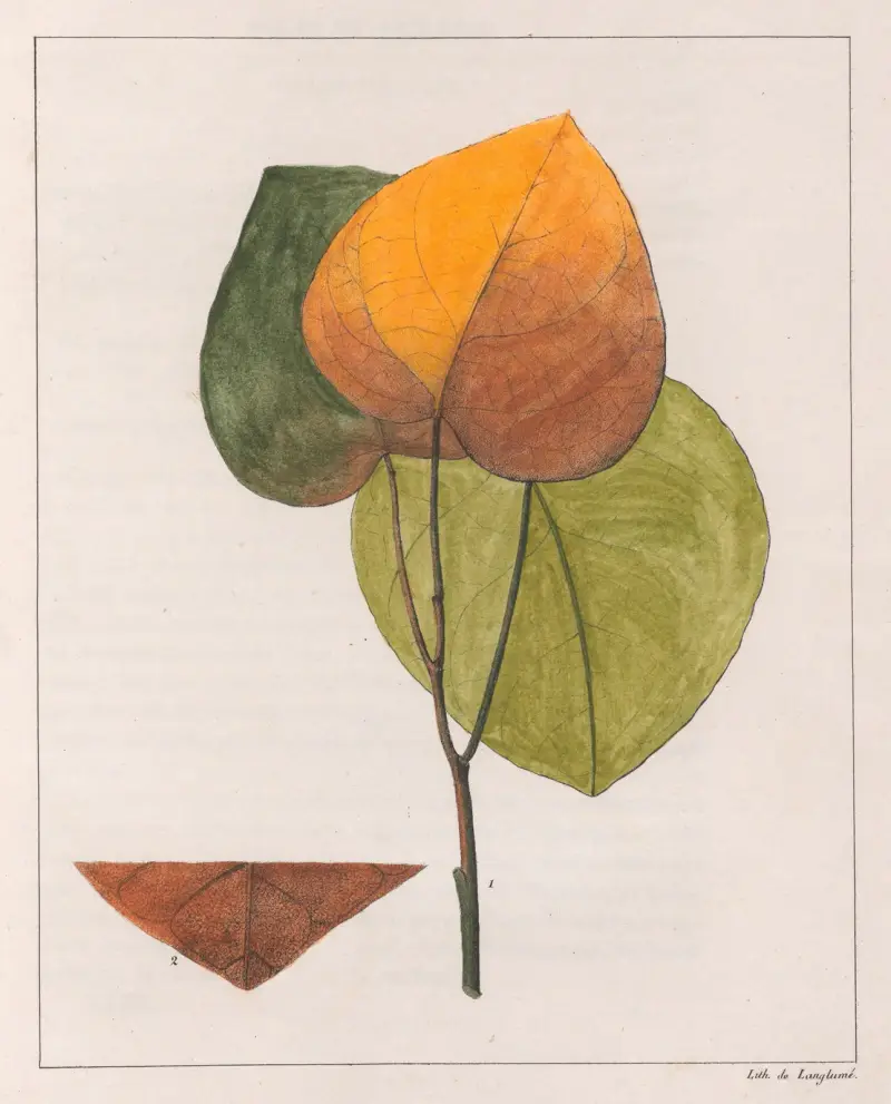 Cocculus Platyphylla av Auguste de Saint-Hilaire