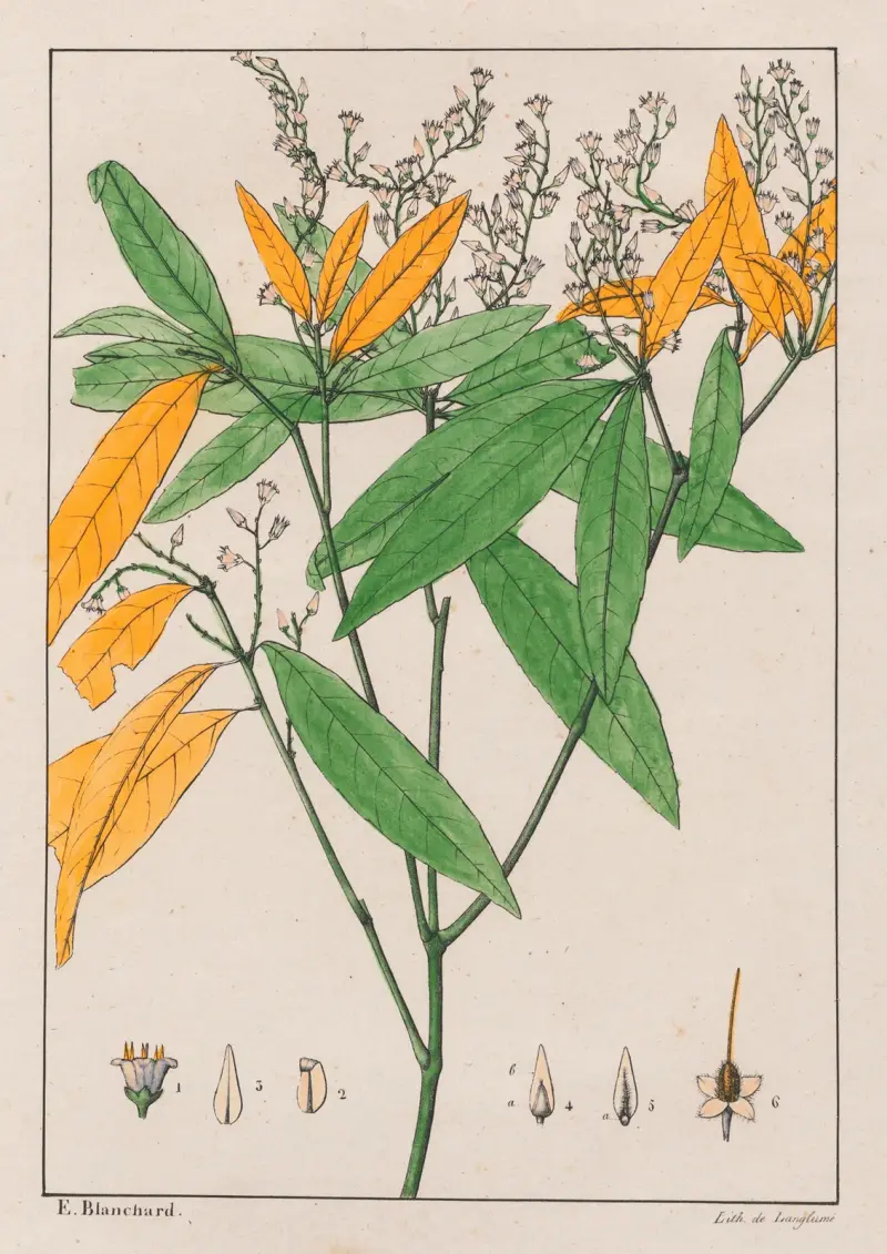 Conohoria Lobolobo av Auguste de Saint-Hilaire
