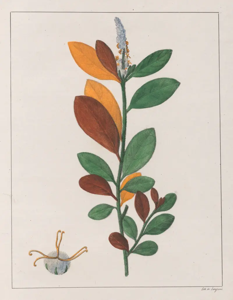 Croton Campestris, Auguste de Saint-Hilaire
