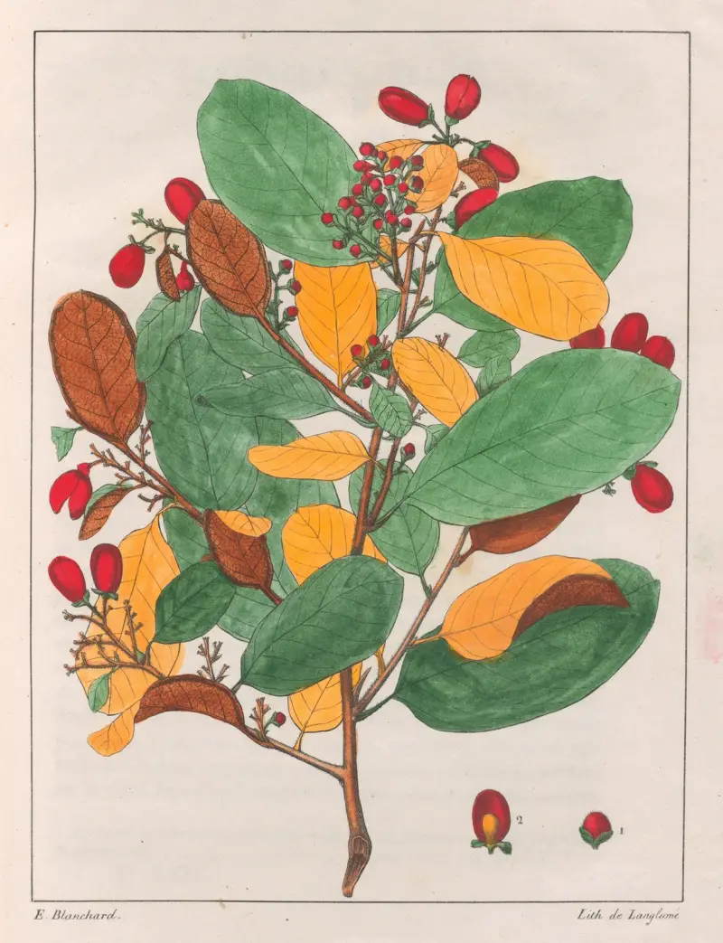 Davilla Elliptica av Auguste de Saint-Hilaire