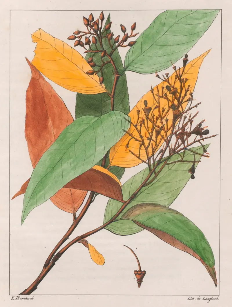 Gomphia Hexasperma av Auguste de Saint-Hilaire
