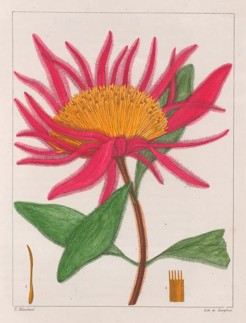 Gomphrena Macrocephala av Auguste de Saint-Hilaire