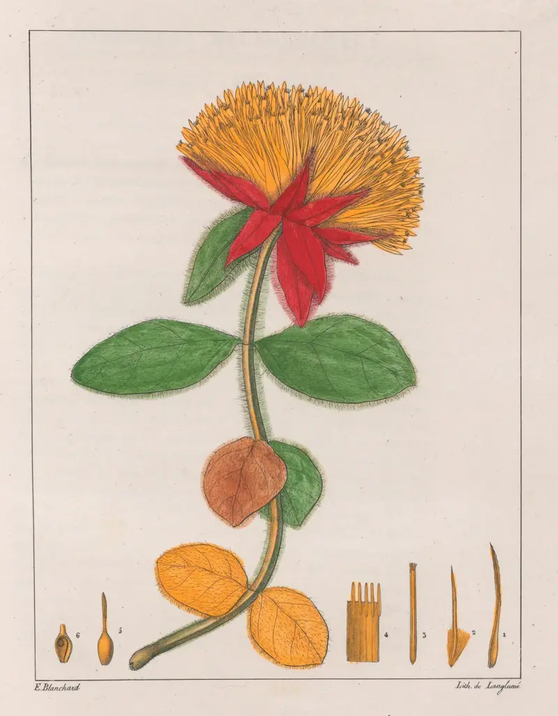 Gomphrena Officinalis von Auguste de Saint-Hilaire