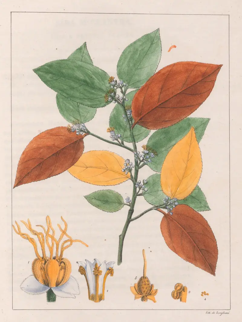 Guazuma Ulmifolia Varietas av Auguste de Saint-Hilaire
