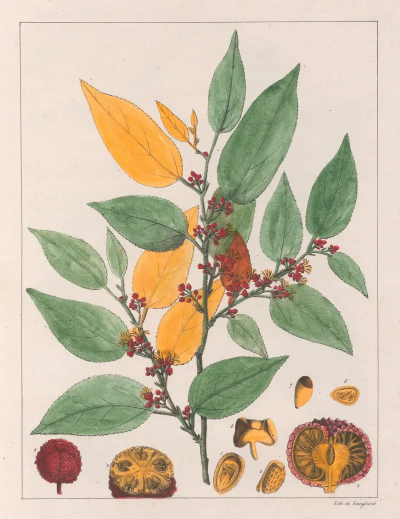 Guazuma Ulmifolia von Auguste de Saint-Hilaire