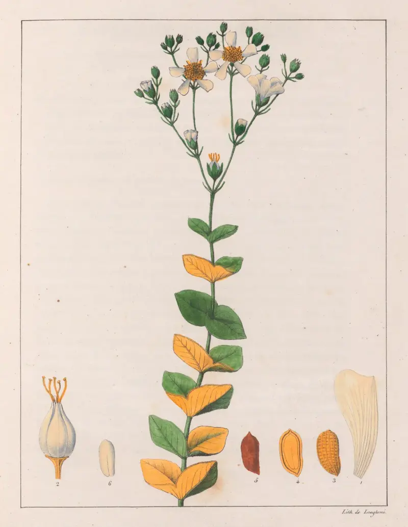 Hypericum Connatum av Auguste de Saint-Hilaire
