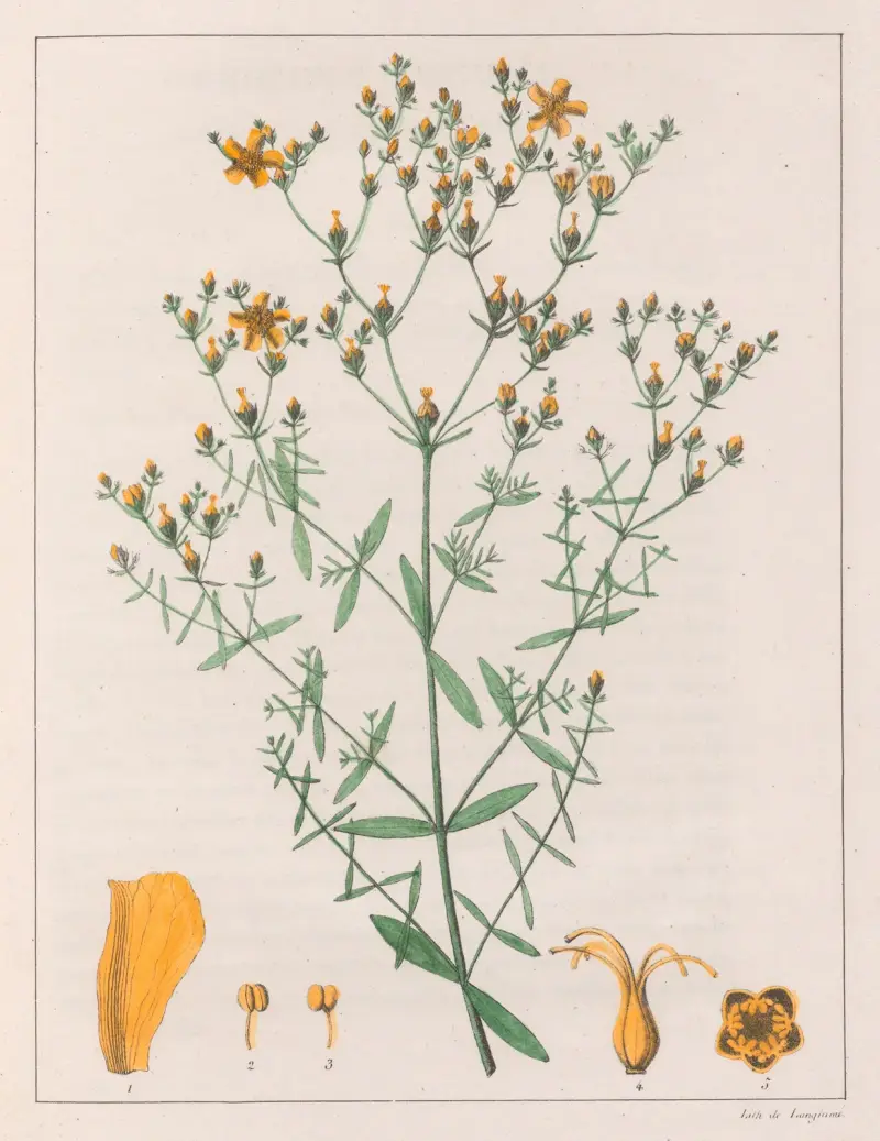 Hypericum Laxiusculum von Auguste de Saint-Hilaire