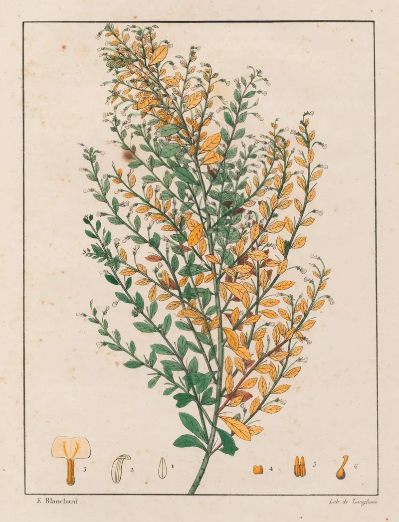 Ionidium Parviflorum von Auguste de Saint-Hilaire