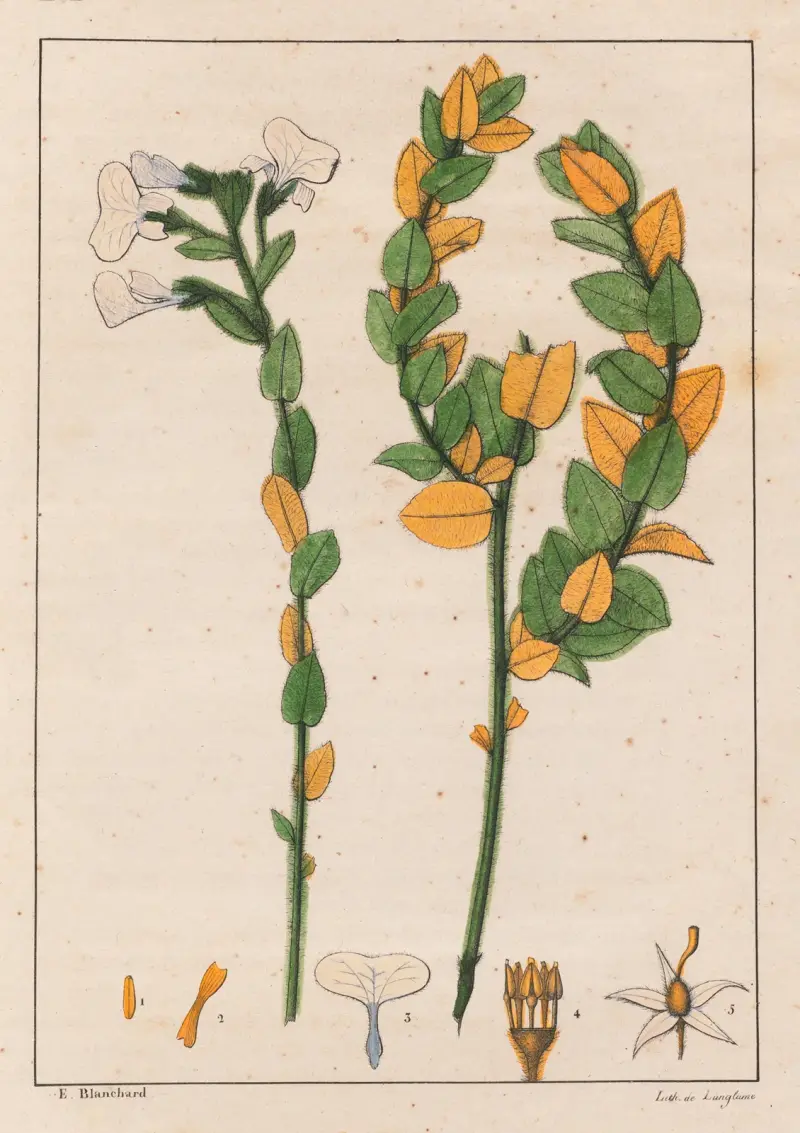 Ionidium poaya av Auguste de Saint-Hilaire