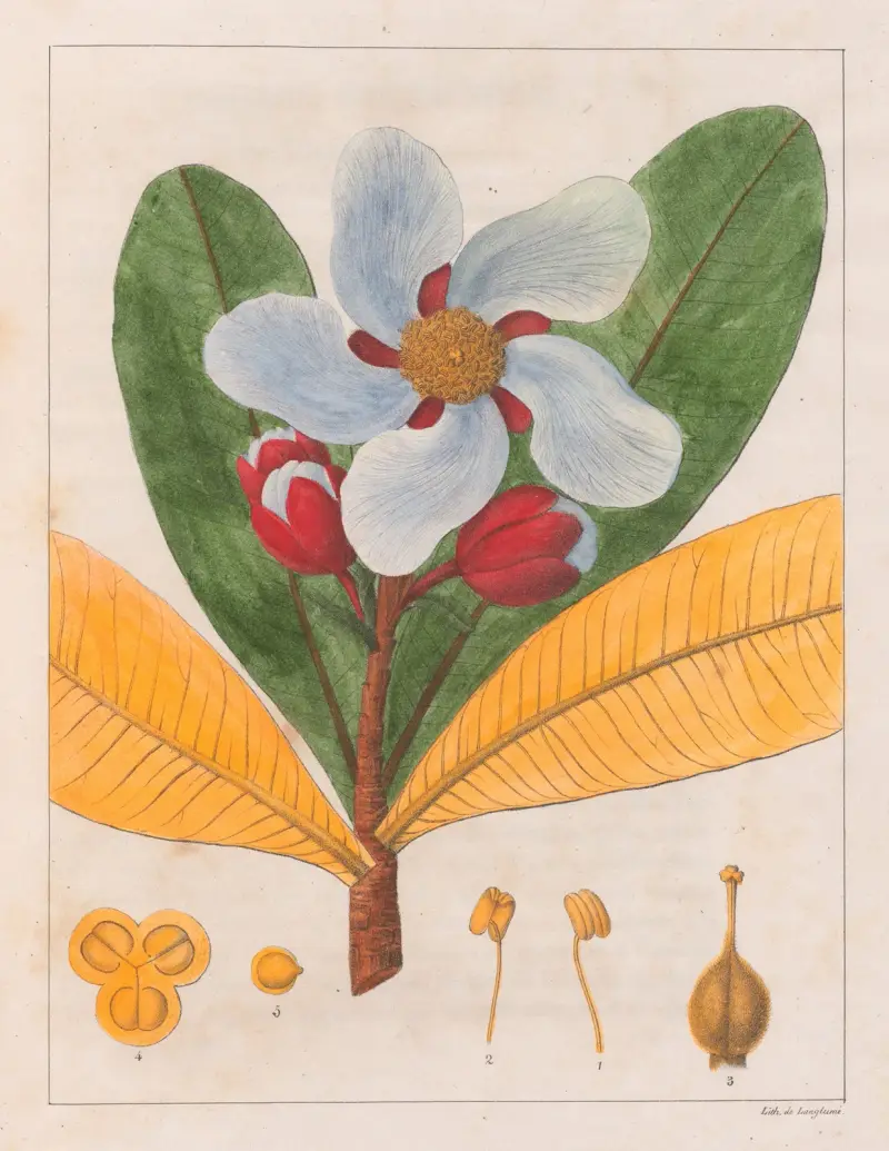 Kielmayera Speciosa (V.A.) av Auguste de Saint-Hilaire