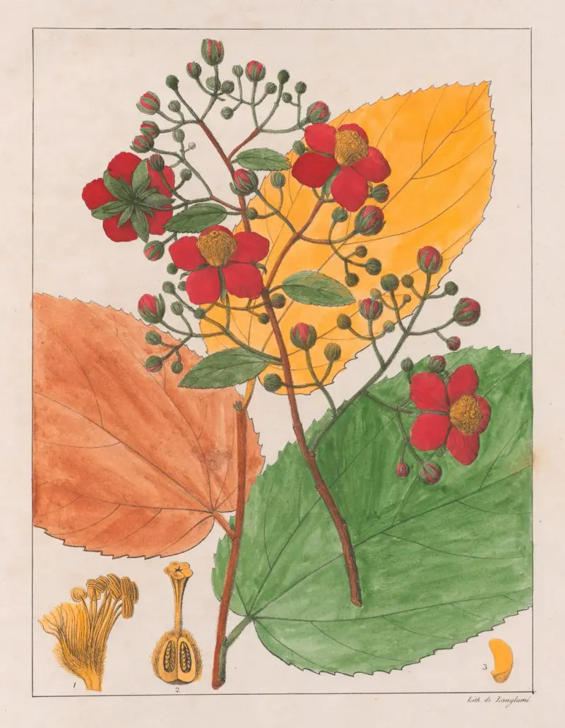 Luhea Paniculata, Auguste de Saint-Hilaire