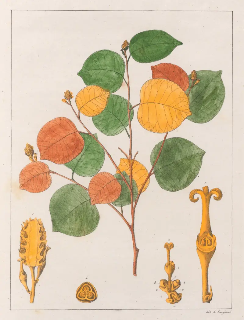 Maprounea Brasiliensis av Auguste de Saint-Hilaire