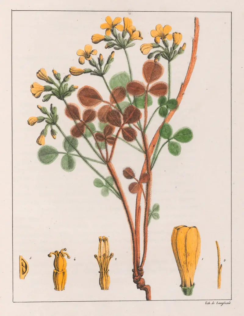 Oxalis Fulva von Auguste de Saint-Hilaire