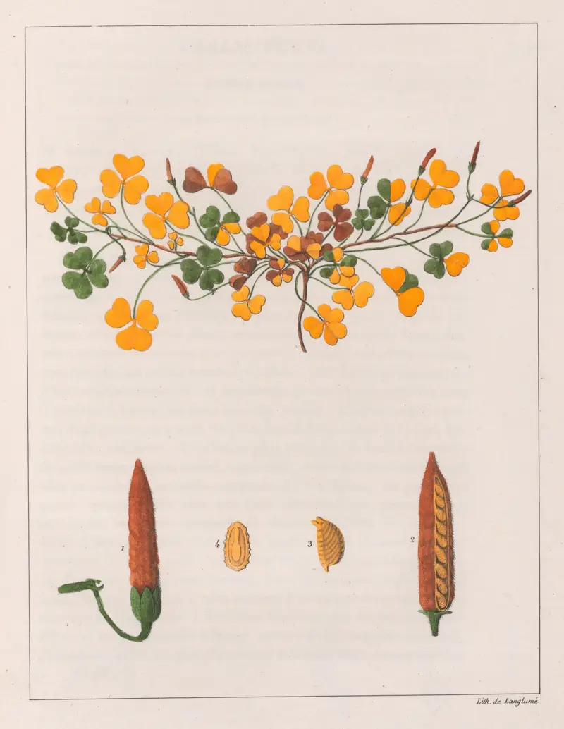 Oxalis Repens von Auguste de Saint-Hilaire