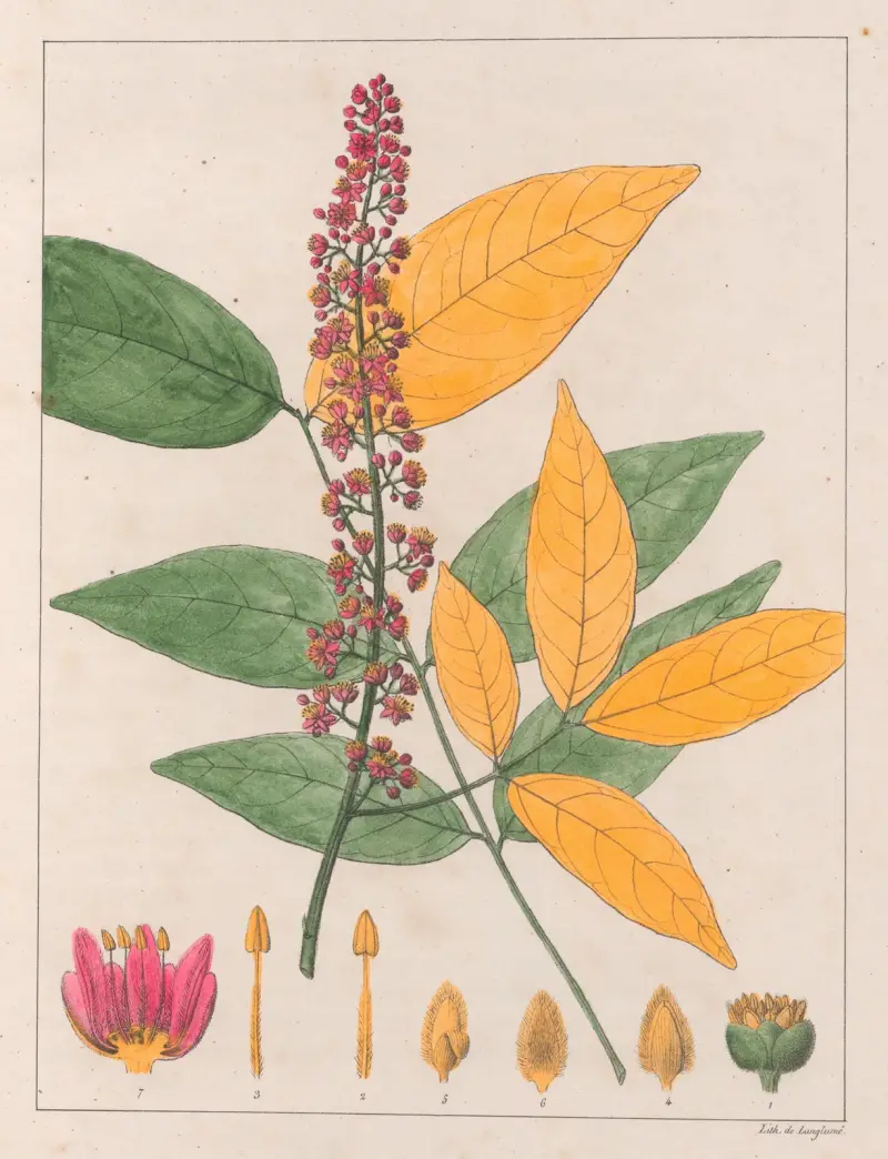 Sapindus Esculentus av Auguste de Saint-Hilaire