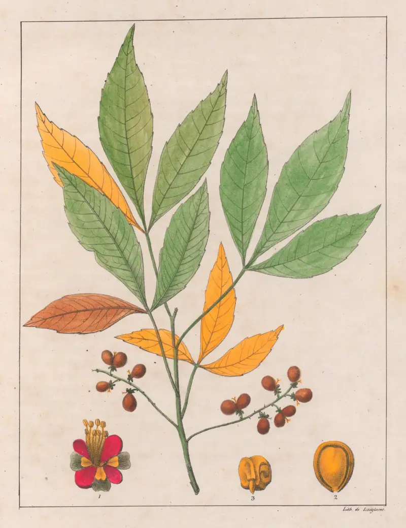 Schmidelia Edulis av Auguste de Saint-Hilaire