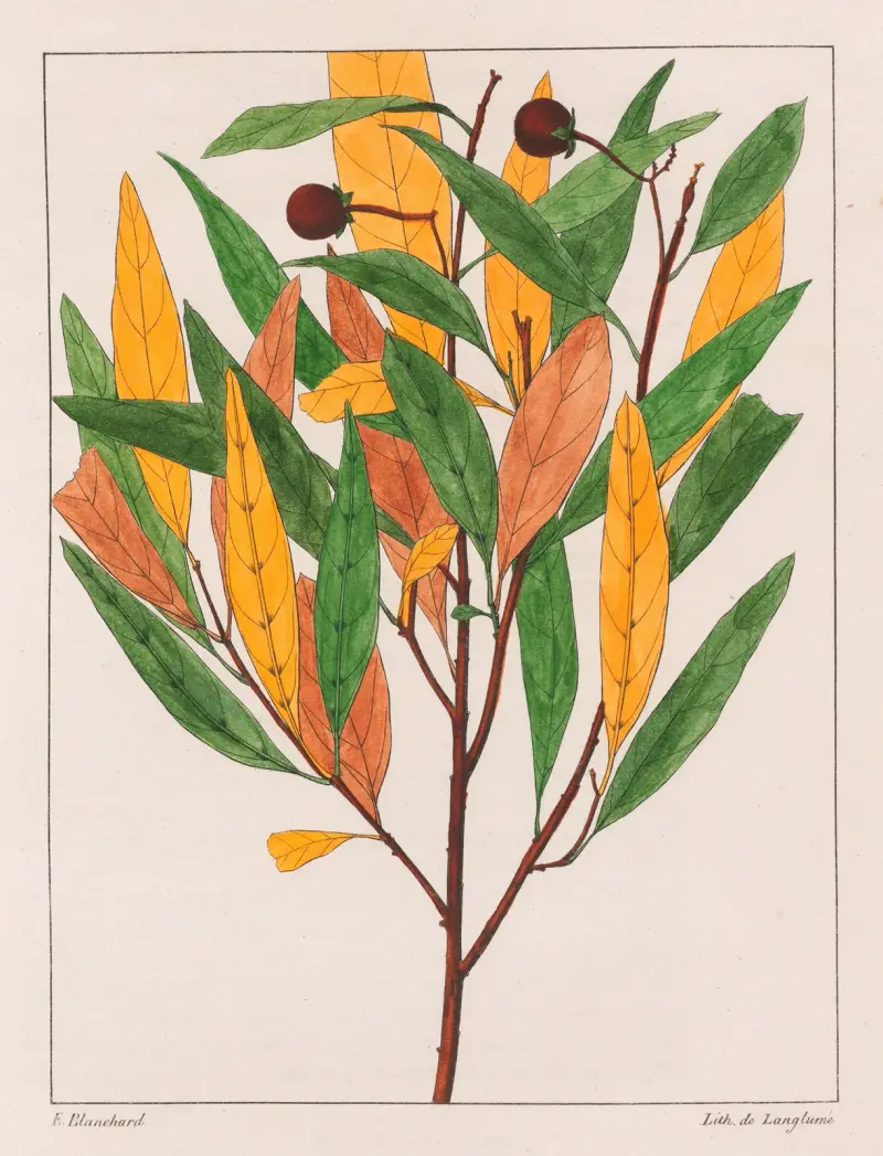 Solanum Pseudoquina av Auguste de Saint-Hilaire