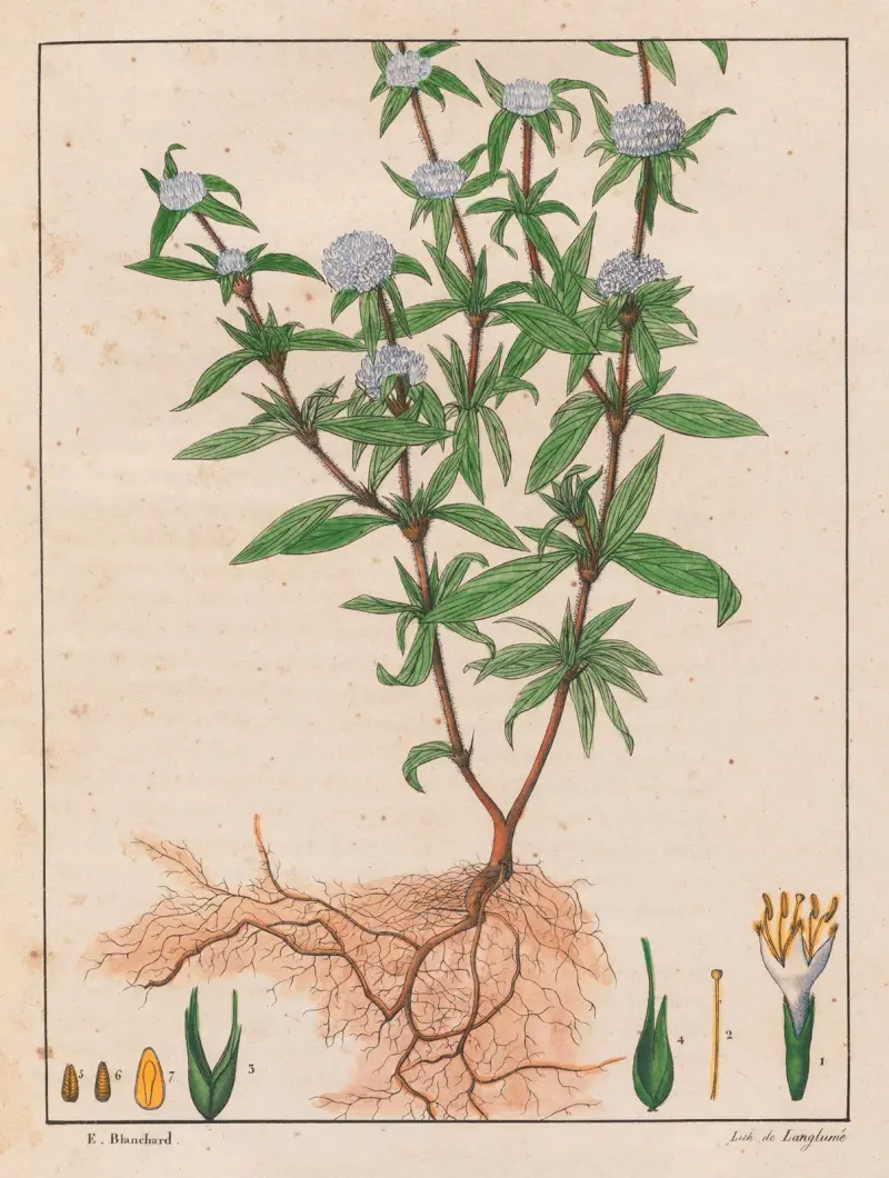Spermacoce Ferruginea av Auguste de Saint-Hilaire