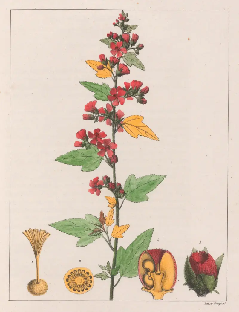 Sphoeralcea Cisplatina (V.A.) av Auguste de Saint-Hilaire