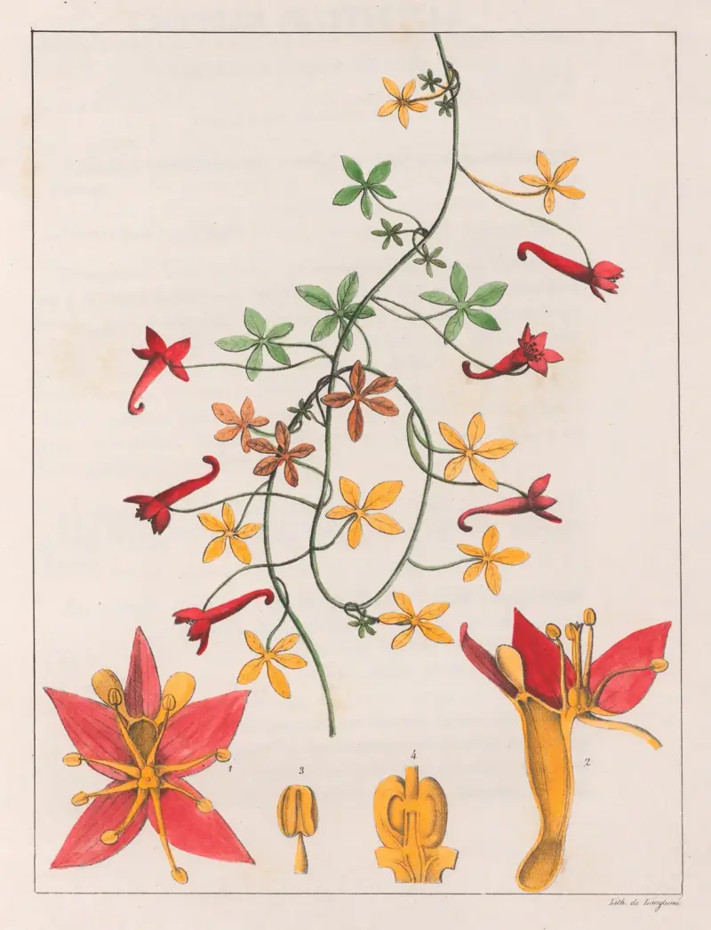 Tropaeolum Pentaphyllum av Auguste de Saint-Hilaire