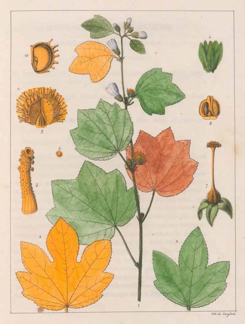 Urena Lobata av Auguste de Saint-Hilaire