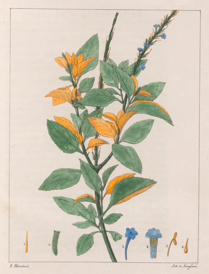 Verbena Jamaïcensis av Auguste de Saint-Hilaire