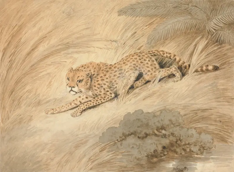 En gepard som ligger på lur vid en vattenpöl av Samuel Howitt