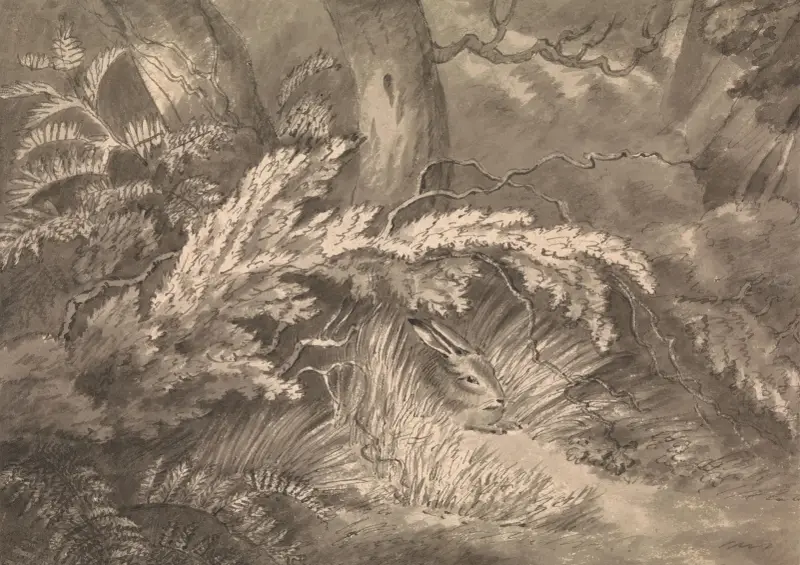 En hare vid skogsbrynet av Samuel Howitt